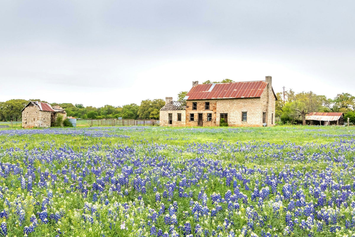Bluebonnets in front of a stone farmhouse in Burnet, Texas